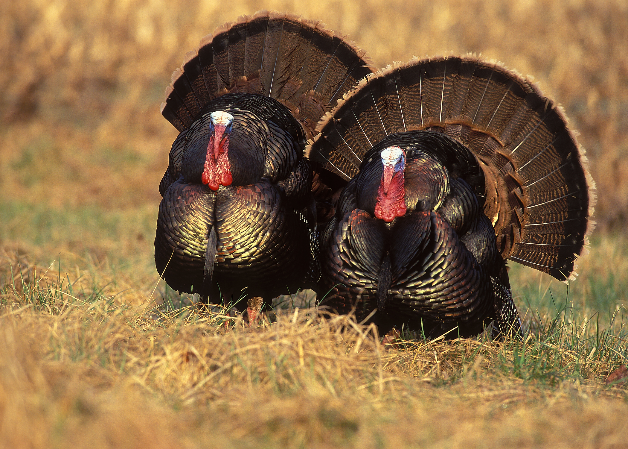 eastern-turkey.jpg